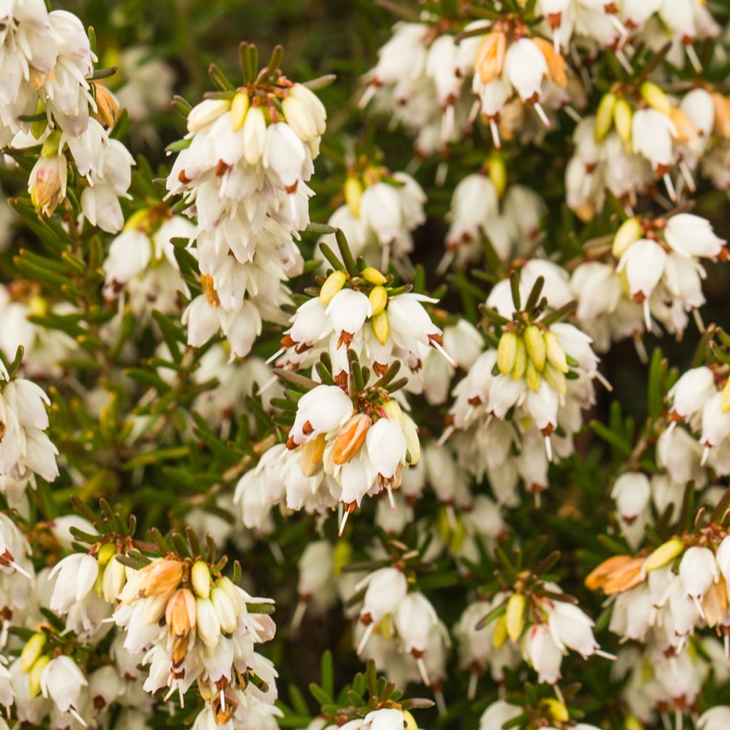 Bruyère d'hiver - Erica x darleyensis Silberschmelze