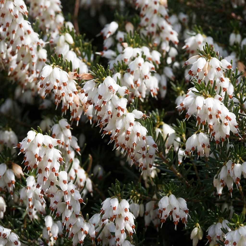 Bruyère d'hiver - Erica x darleyensis Silberschmelze