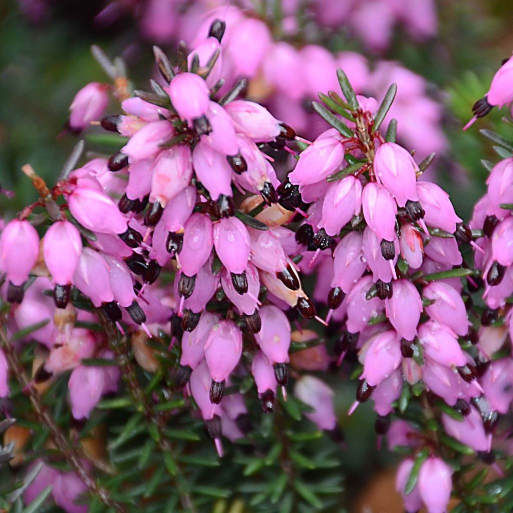 Bruyère d'hiver Winter Belles Tylou - Erica x darleyensis