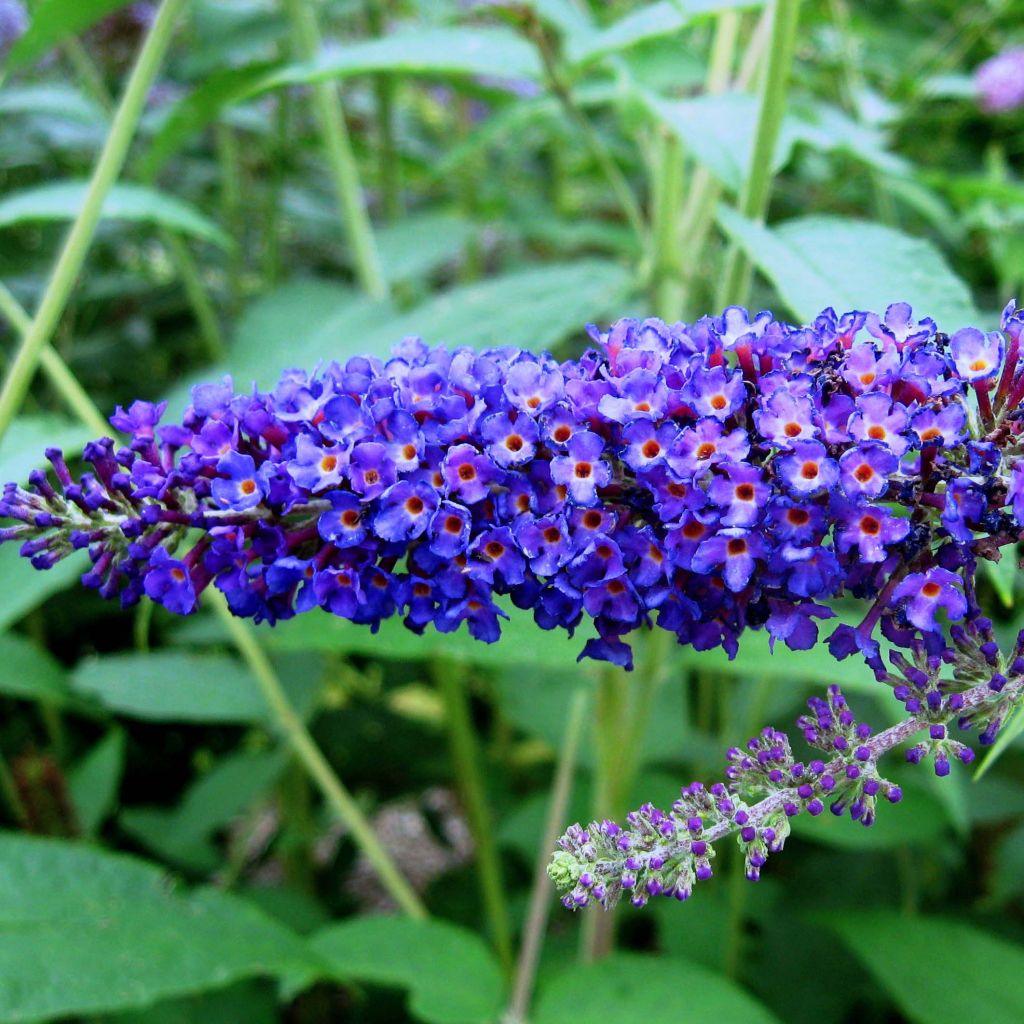 Buddleia Empire Blue - Arbre aux papillons
