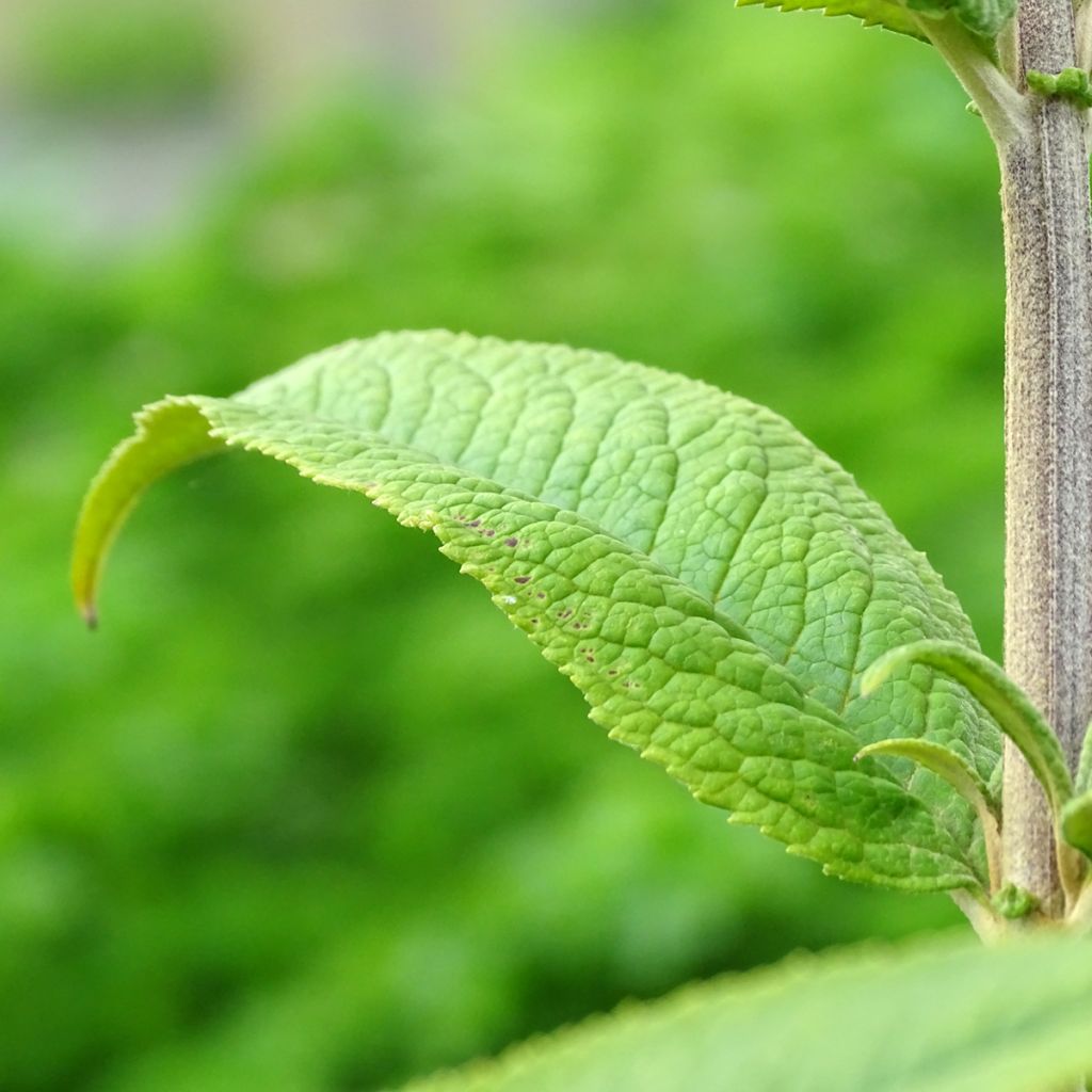 Buddleia Miss Ruby - Buddleia nain