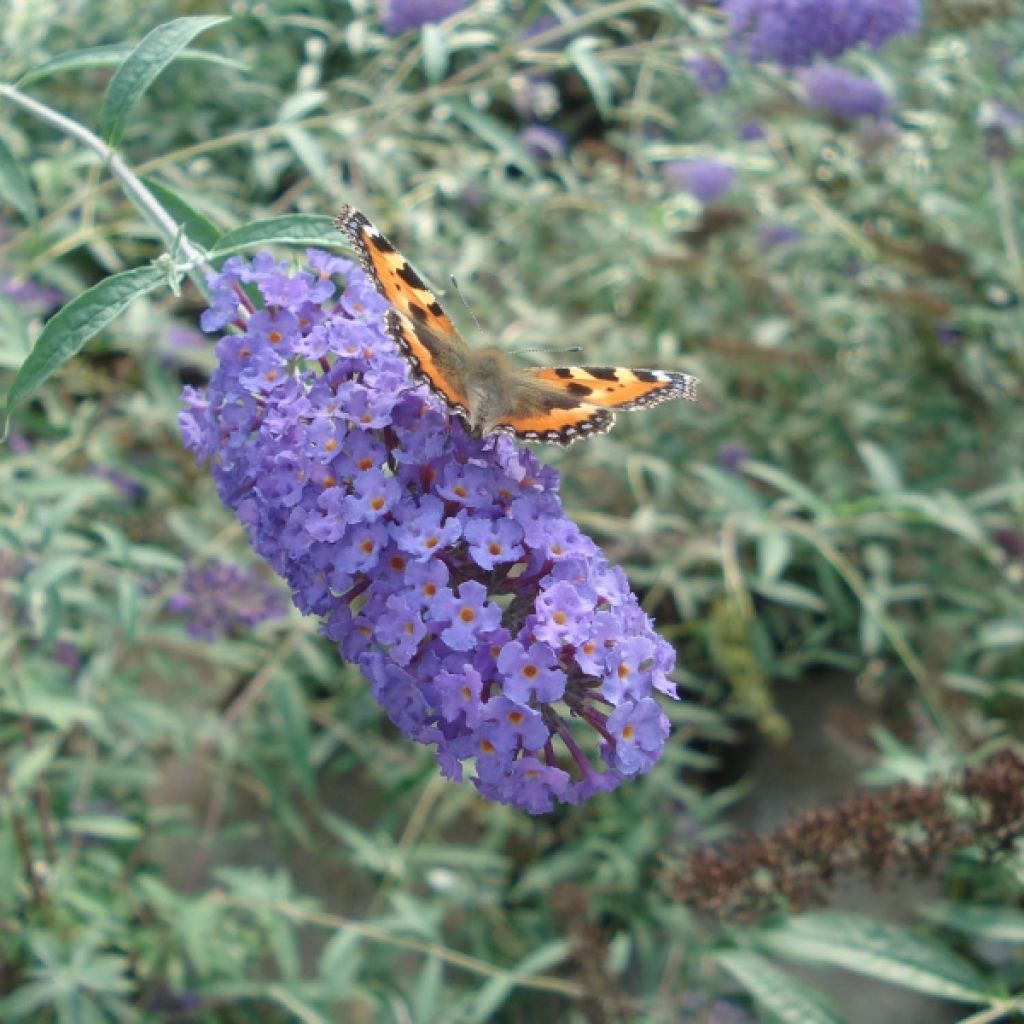 Buddleia davidii Nanho blue  - Arbre aux papillons nain