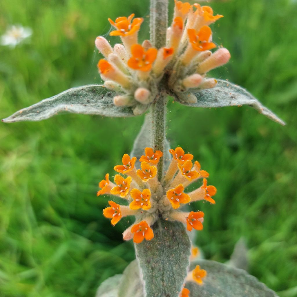 Buddleia Orange Sceptre - Arbre aux papillons
