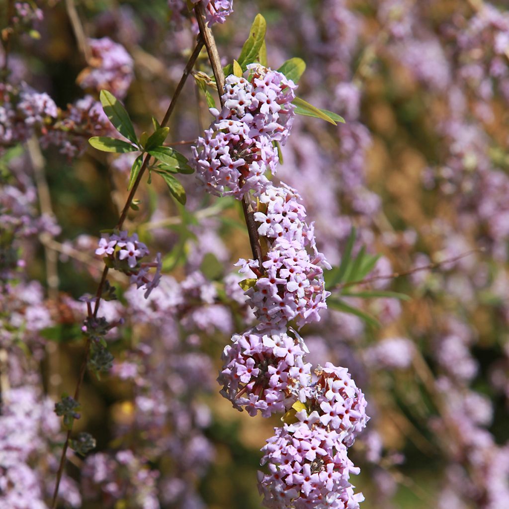 Buddleia alternifolia - Arbre aux papillons