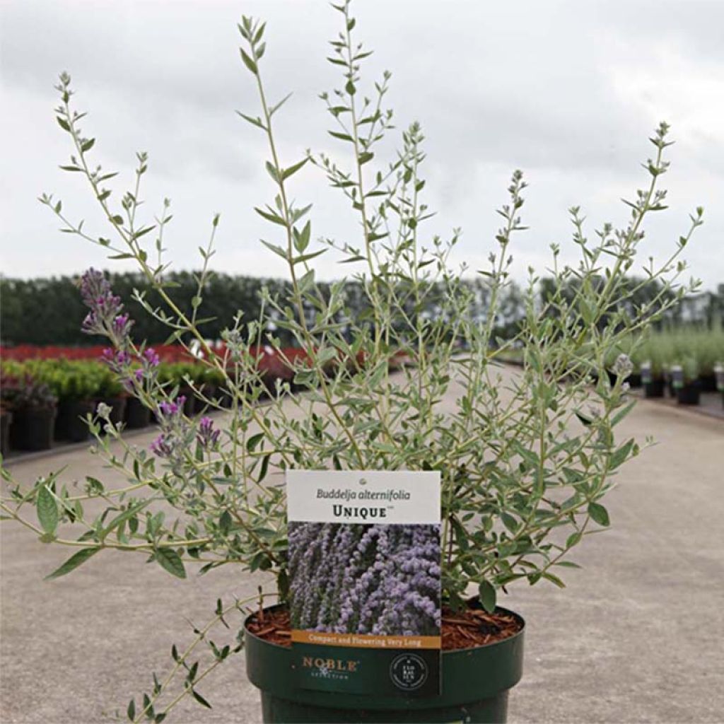 Buddleia alternifolia Unique - arbre aux papillons à feuilles alternes