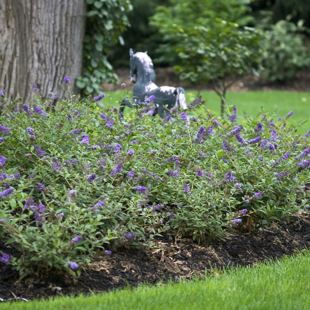 Buddleia Blue Chip - Arbre aux papillons nain