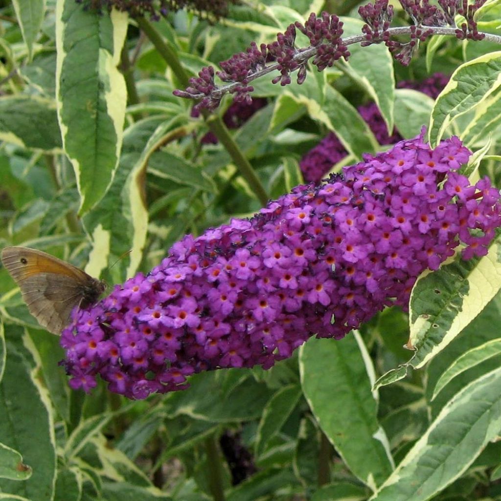 Buddleia davidii Harlequin - Arbre à papillons panaché
