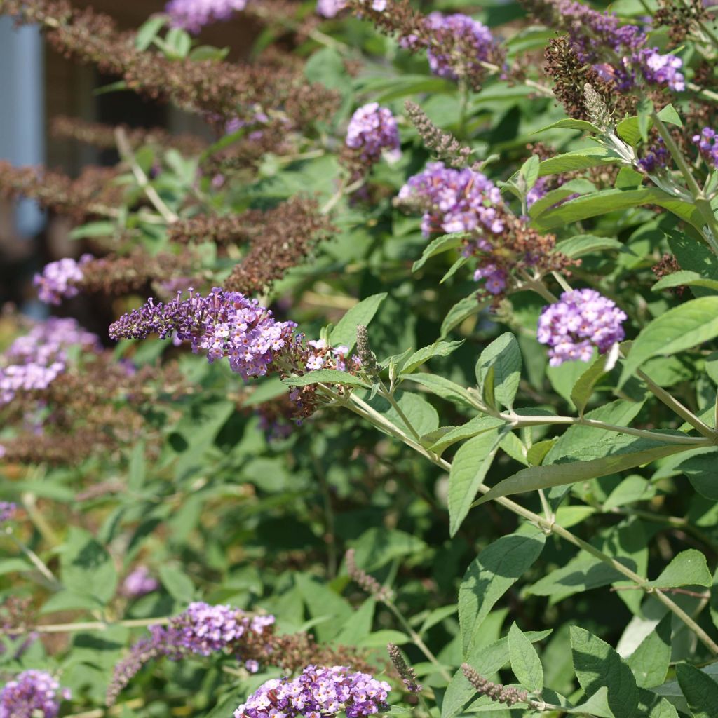 Buddleia davidii Nanho Purple - Arbre aux papillons nain