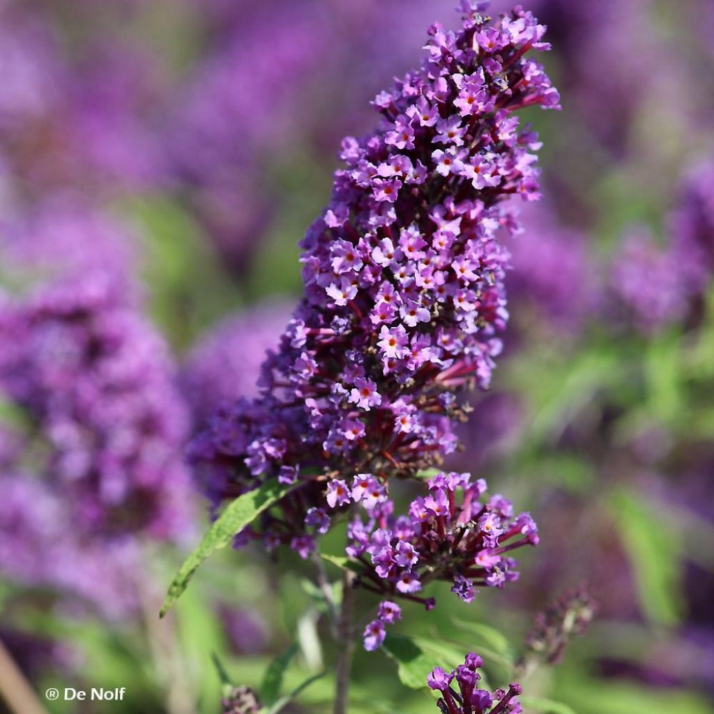 Arbre aux papillons - Buddleja davidii 'Empire Blue