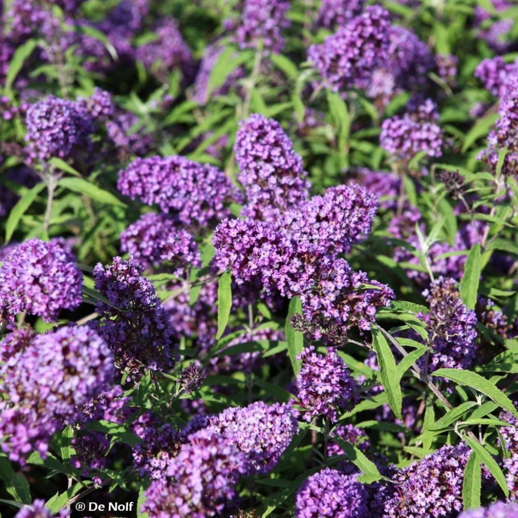 Buddleia davidii Purple Emperor - Arbre aux papillons