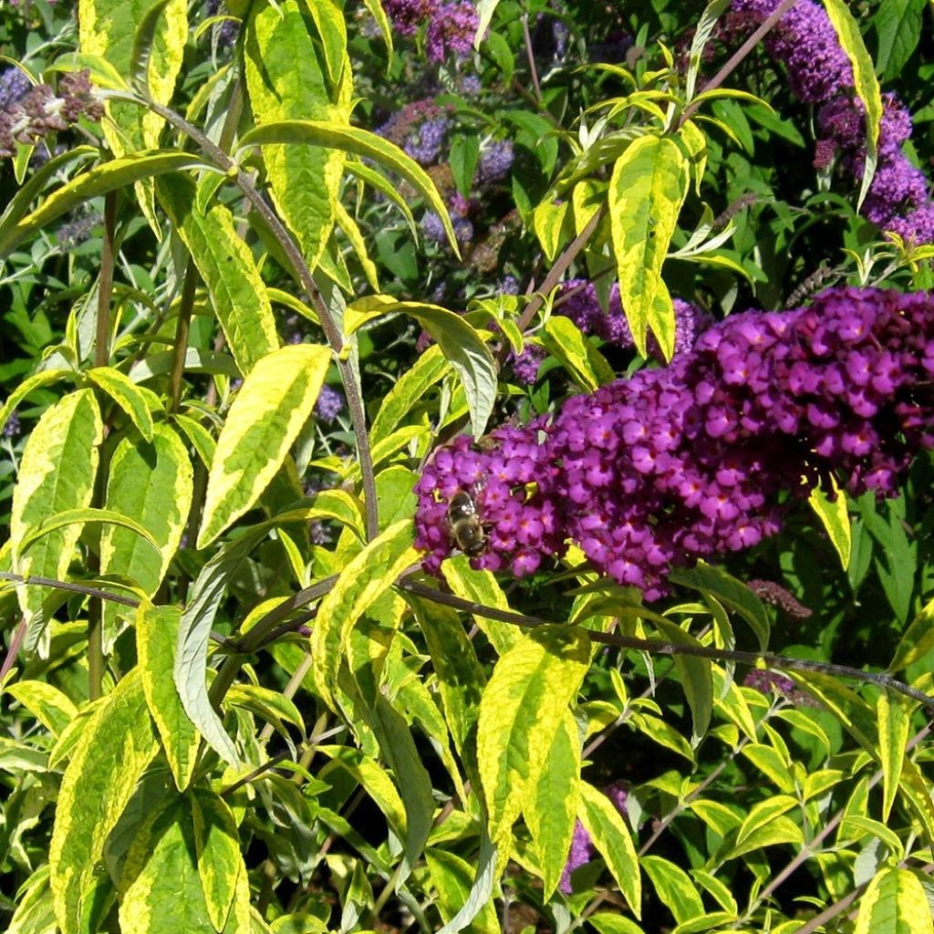 Buddleia davidii Santana - Arbre à papillons panaché