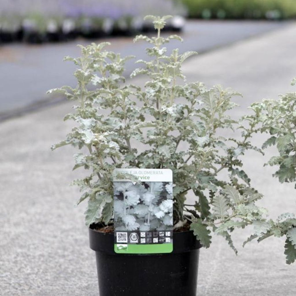 Buddleia glomerata Silver Service - Arbre aux papillons 