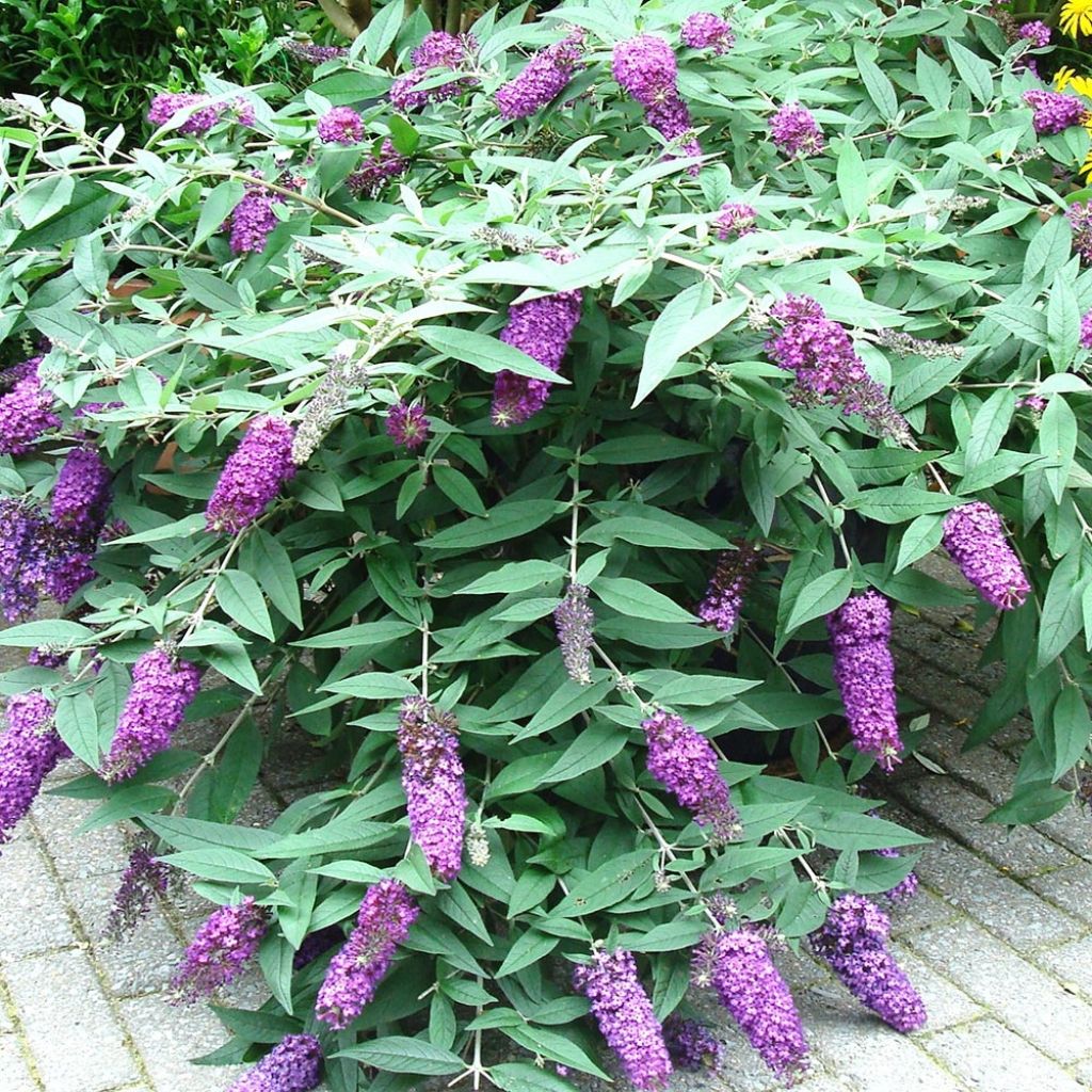 Buddleja BLOOMTASTIC® Dreaming Lavender - Arbre aux papillons nain