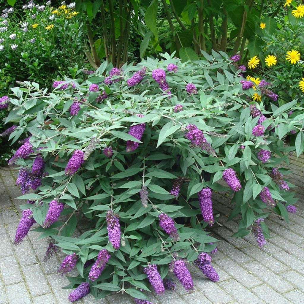 Buddleja BLOOMTASTIC® Dreaming Lavender - Arbre aux papillons nain