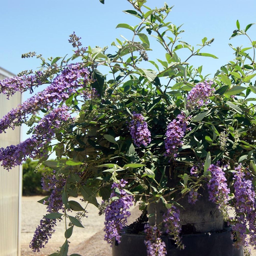 Buddleja BLOOMTASTIC® Dreaming Lavender - Arbre aux papillons nain