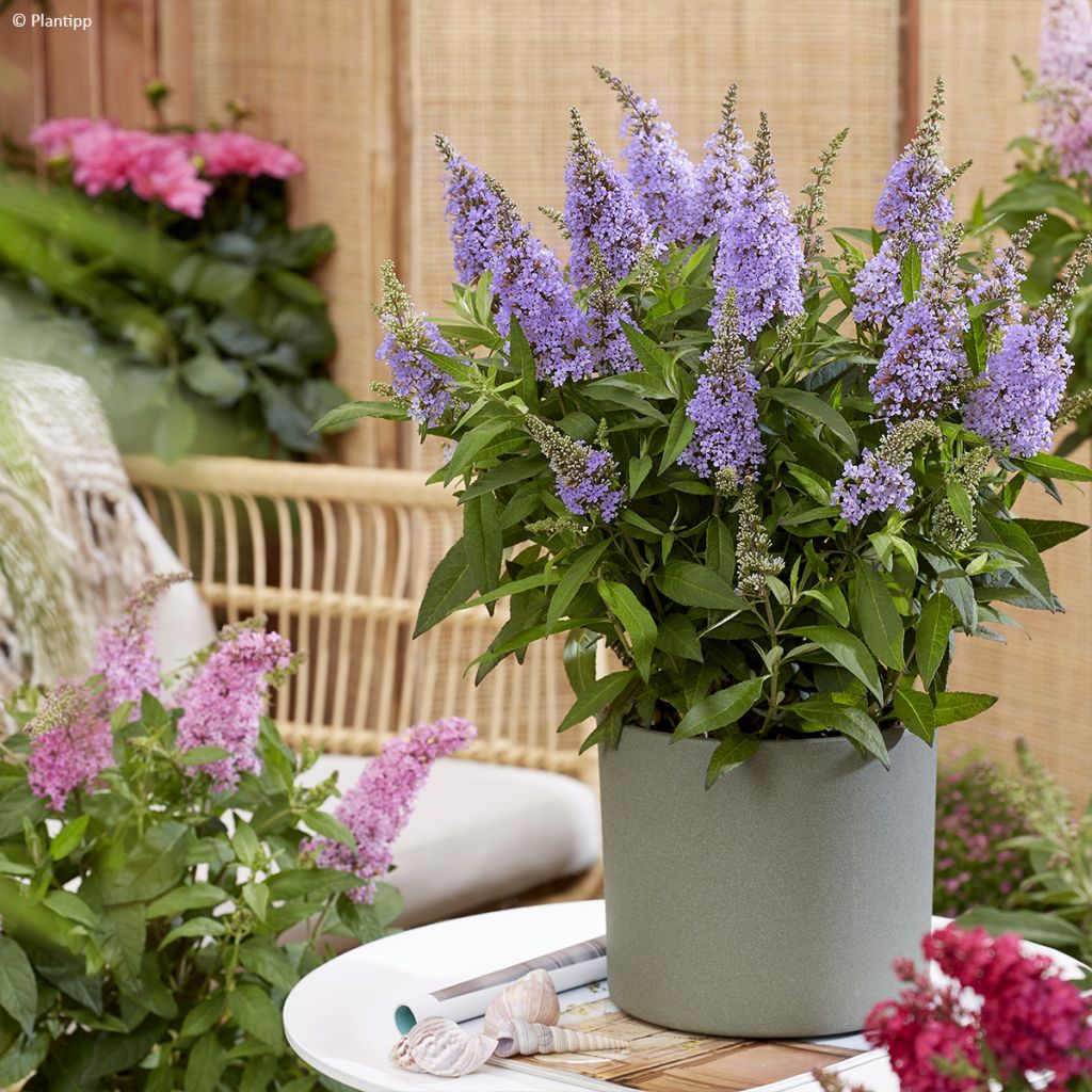 Buddleja davidii Butterfly Little Lila - Arbre aux papillons nain mauve