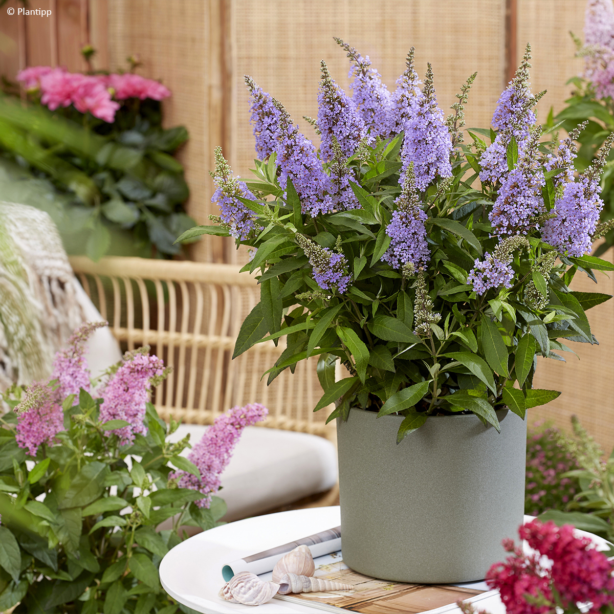 Arbuste Buddleja Davidii (Arbre Aux Papillons) - Lot De 3 Plants - Rose, Violet, Blanc - Pot 10.5cm