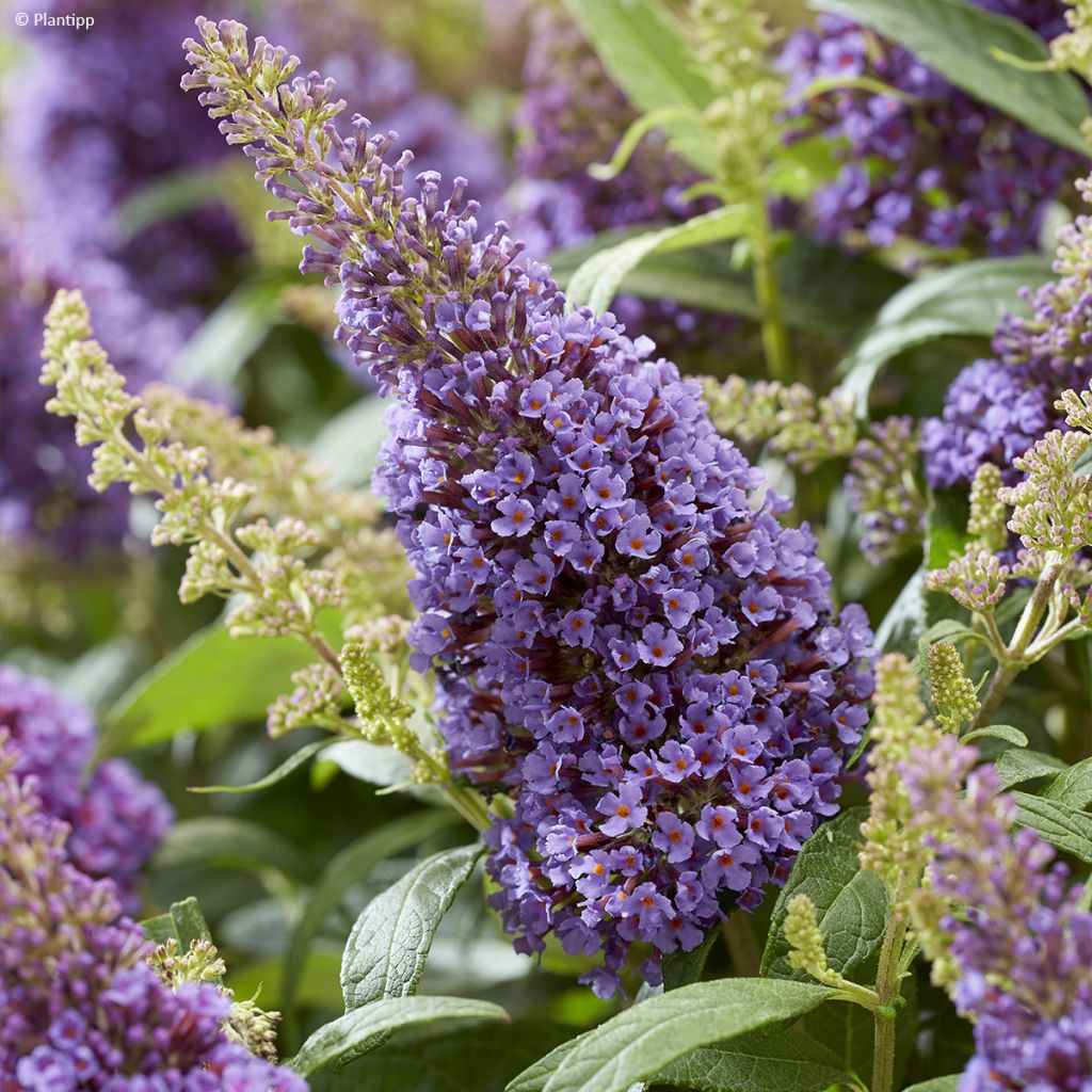 Buddleja davidii Butterfly Little Lila - Arbre aux papillons nain mauve