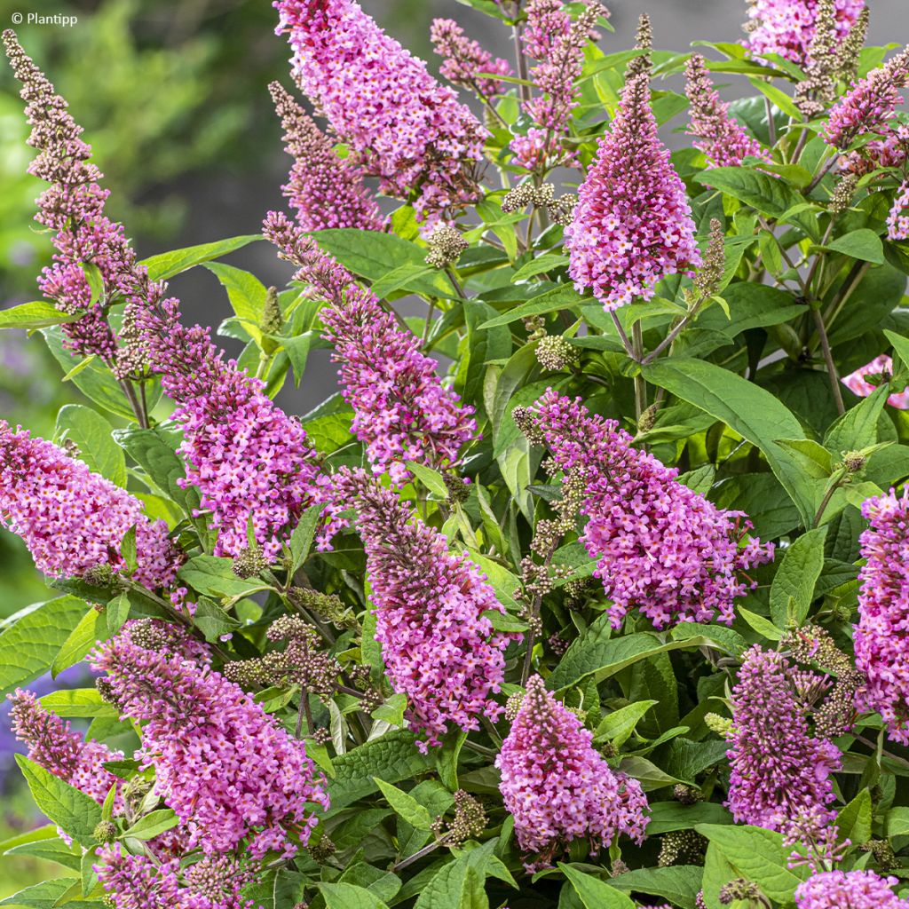 Buddleja davidii Butterfly Little Pink - Arbre aux papillons nain rose