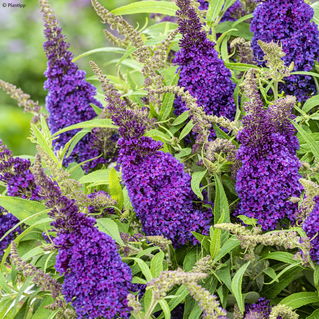 Buddleja davidii Butterfly Little Purple - Arbre aux papillons nain pourpre