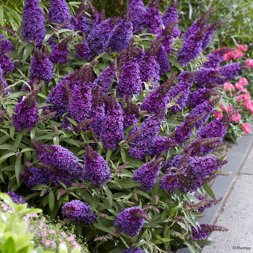 Buddleja davidii Butterfly Little Purple - Arbre aux papillons nain pourpre