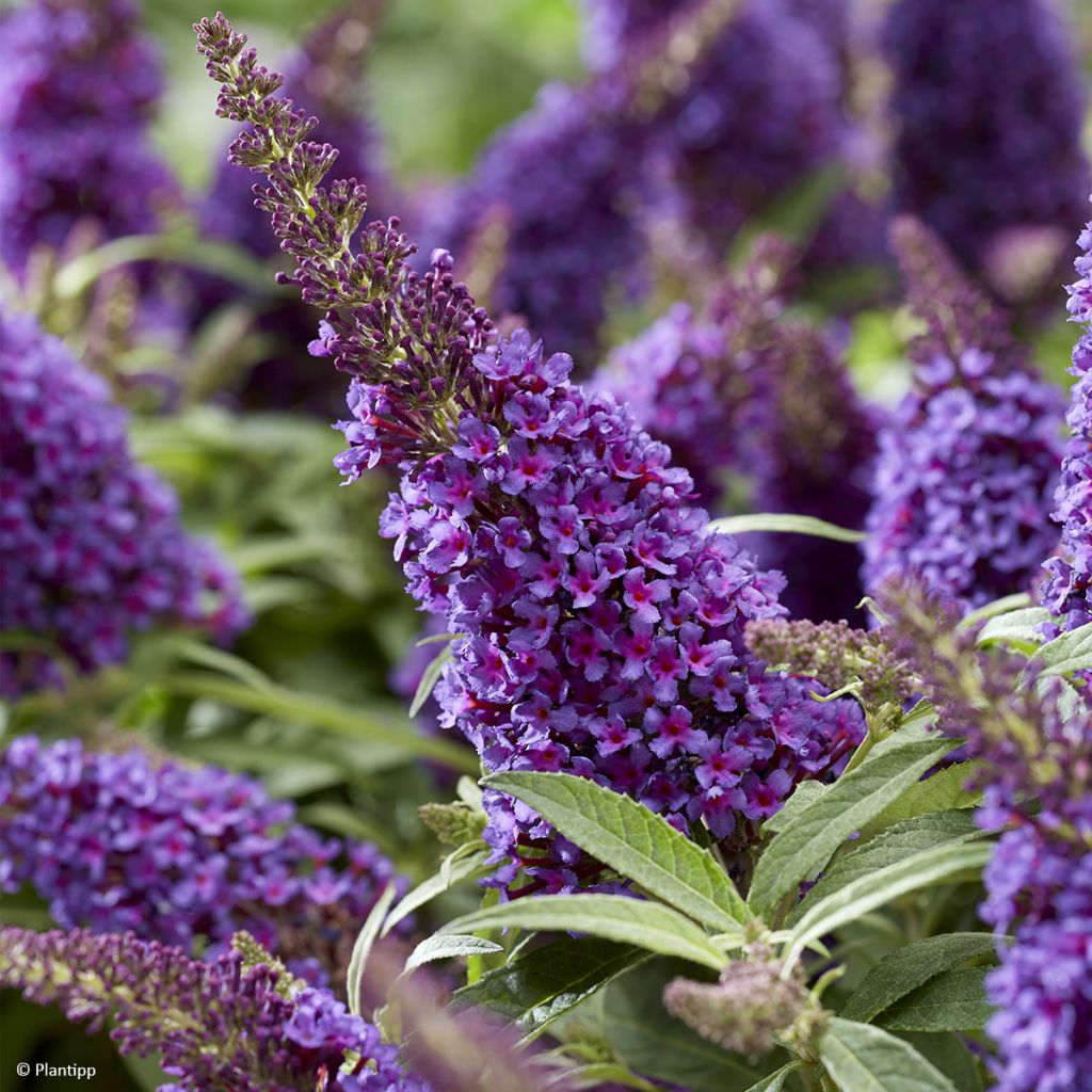 Buddleja davidii Butterfly Little Purple - Arbre aux papillons nain pourpre