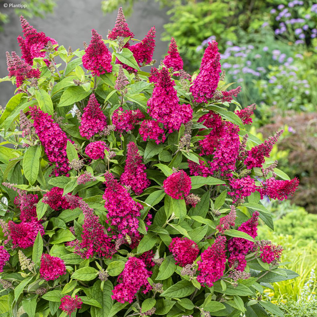 Buddleja davidii Butterfly Little Ruby - Arbre aux papillons nain rouge