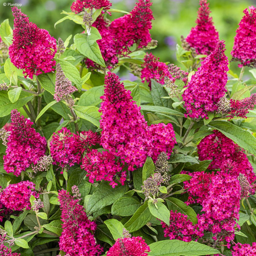 Buddleja davidii Butterfly Little Ruby - Arbre aux papillons nain rouge