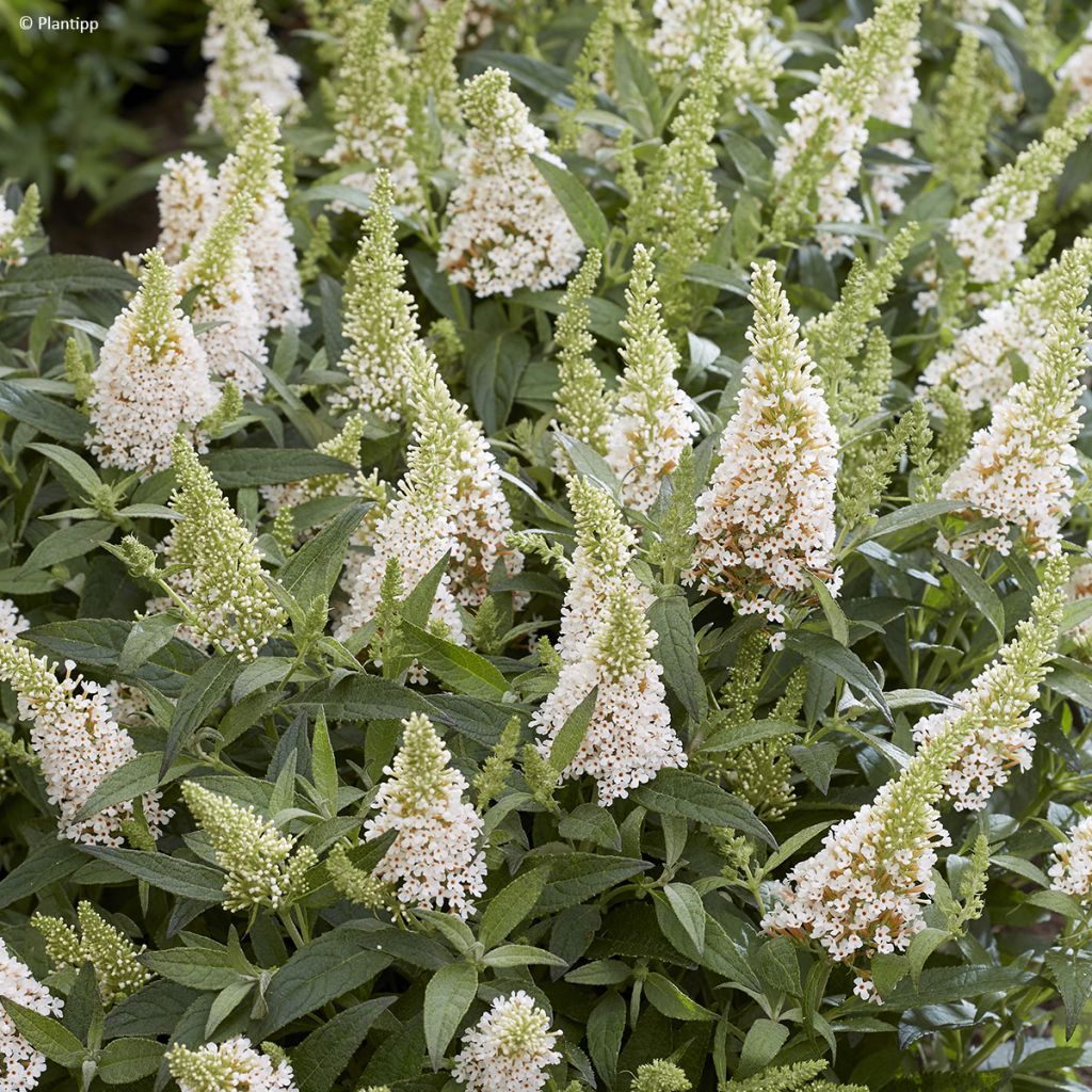 Buddleja davidii Butterfly Little White - Arbre aux papillons nain blanc