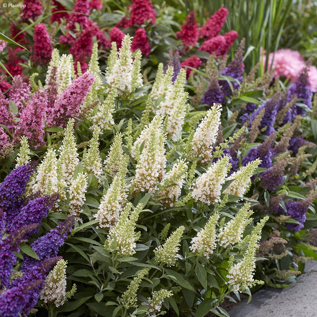 Buddleja davidii Butterfly Little White - Arbre aux papillons nain blanc