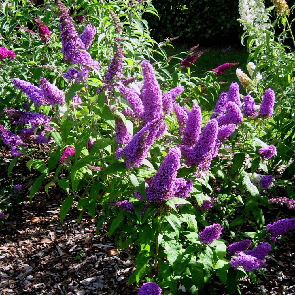 Buddleja Peacock - Arbre aux papillons