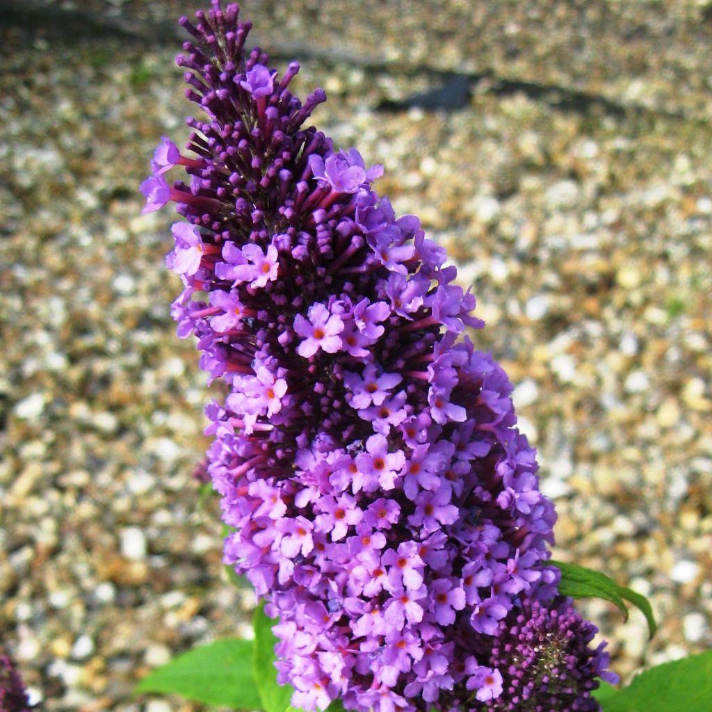 Buddleja Peacock - Arbre aux papillons