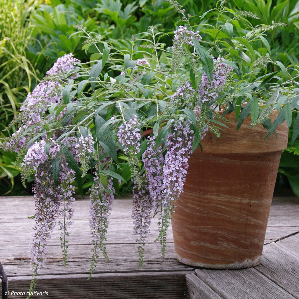 Buddleja Wisteria Lane - Arbre à papillons