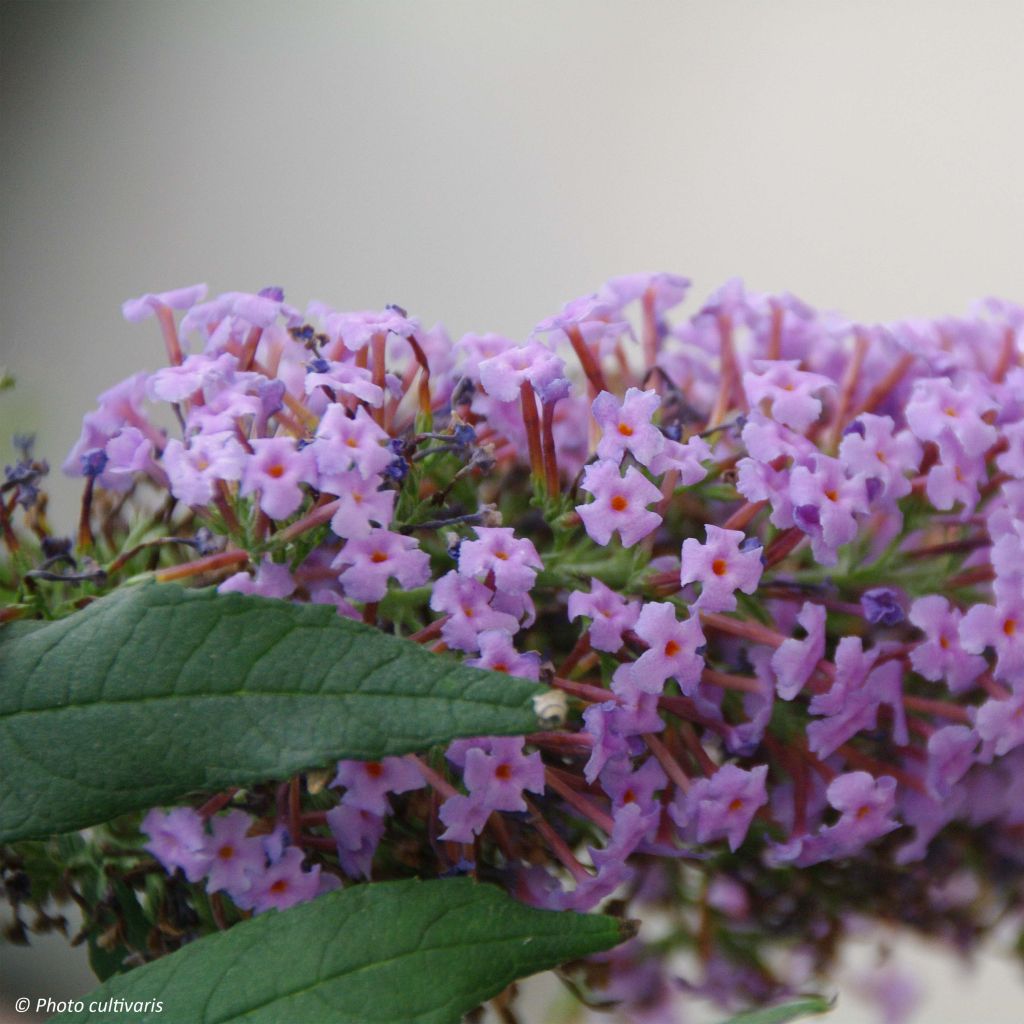 Buddleja Wisteria Lane - Arbre à papillons