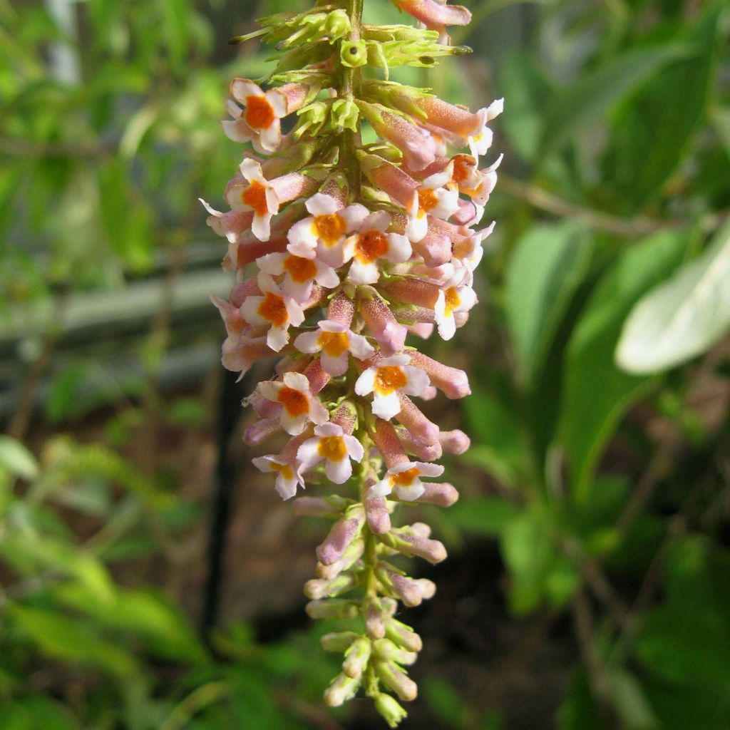 Buddleja (Buddleia) macrostachya - Arbre aux papillons