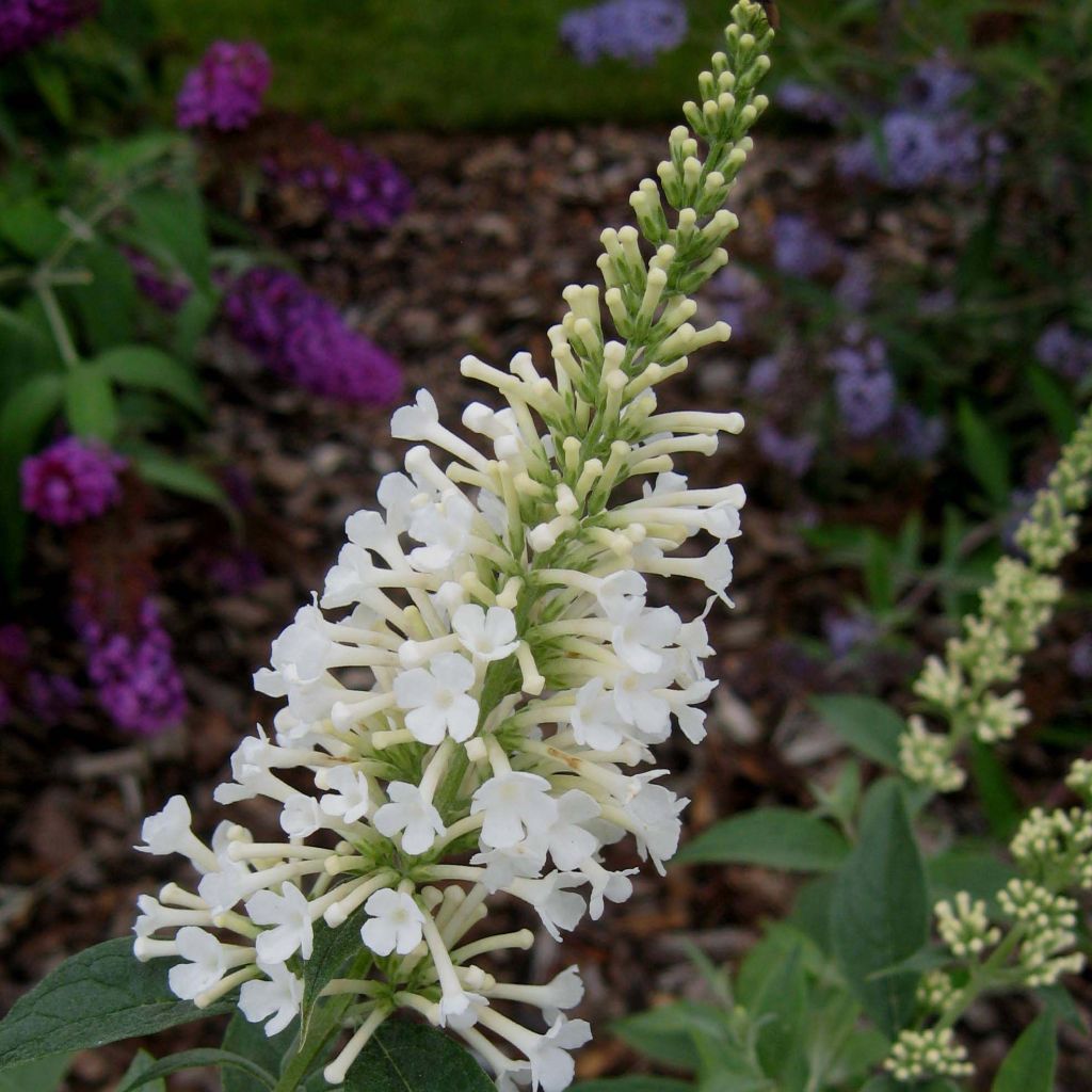 Buddleja davidii Argus White - Arbre aux papillons de David nain