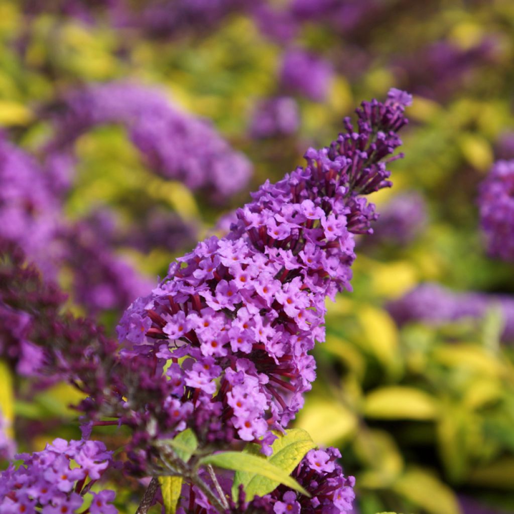 Buddleja davidii Moonshine - Arbre aux papillons