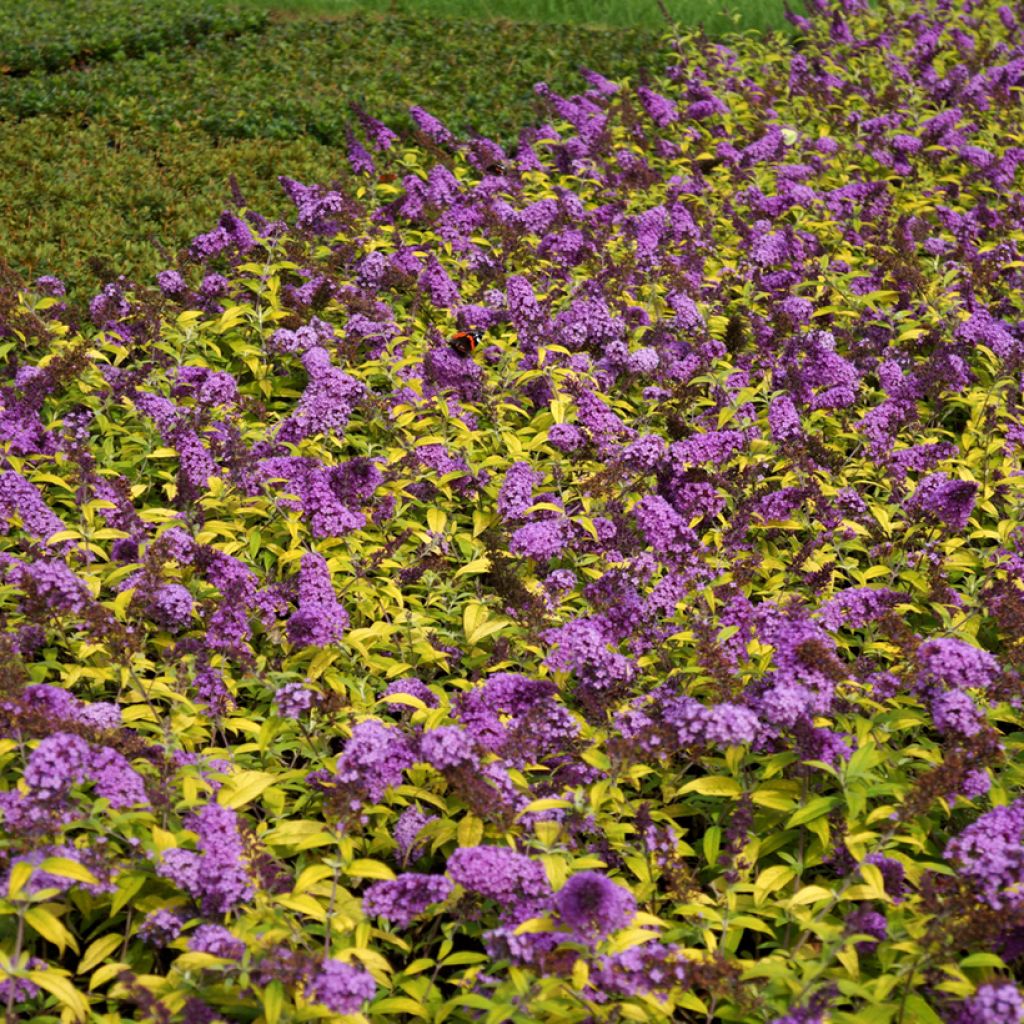 Buddleja davidii Moonshine - Arbre aux papillons