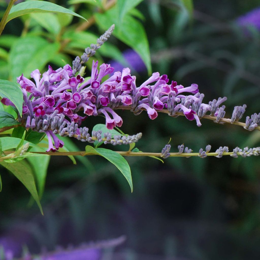 Buddleja lindleyana - Arbre aux papillons de Lindley