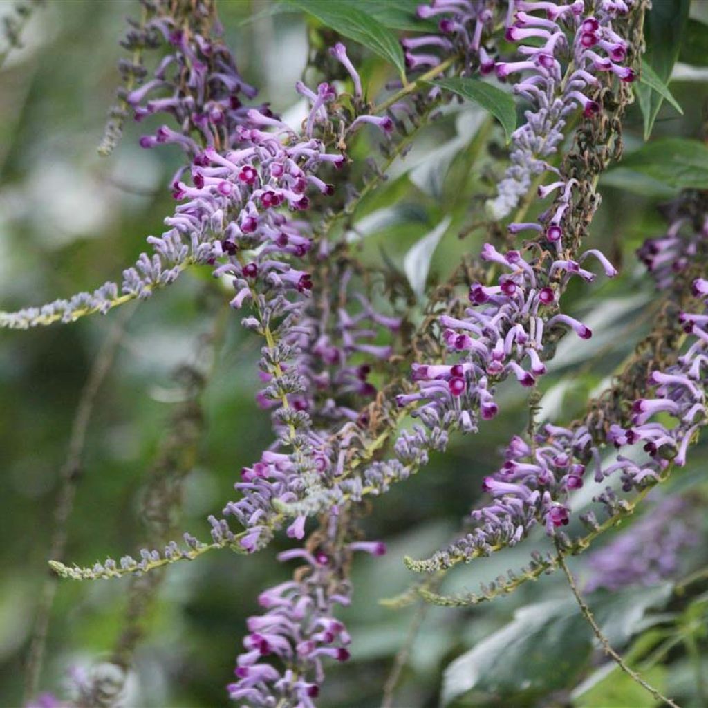 Buddleja lindleyana - Arbre aux papillons de Lindley