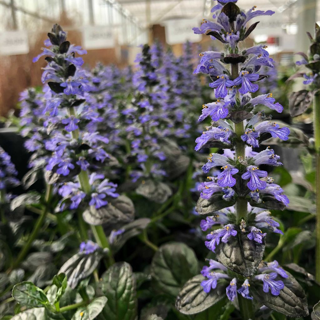 Bugle rampante - Ajuga reptans Atropurpurea 