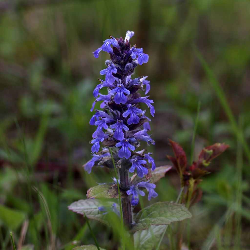 Bugle rampante - Ajuga reptans Atropurpurea