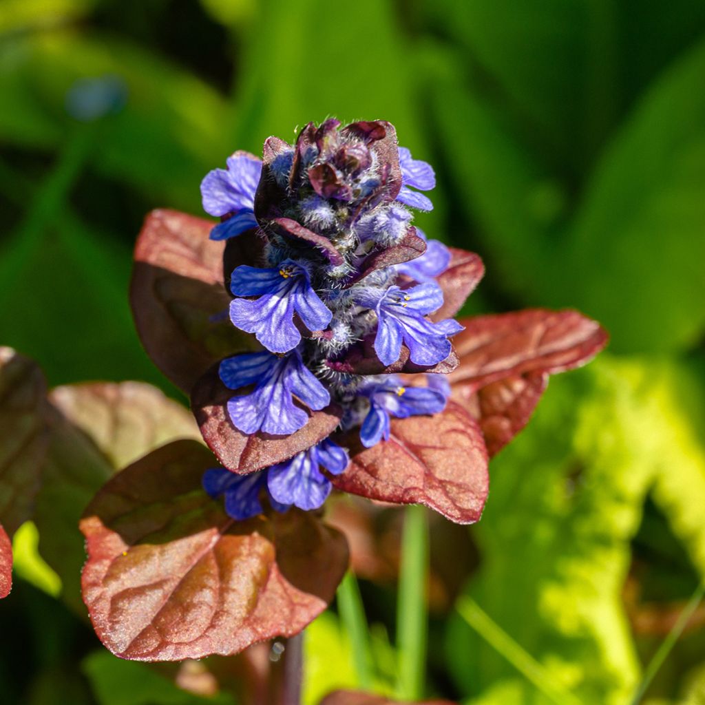 Bugle rampante - Ajuga reptans Atropurpurea