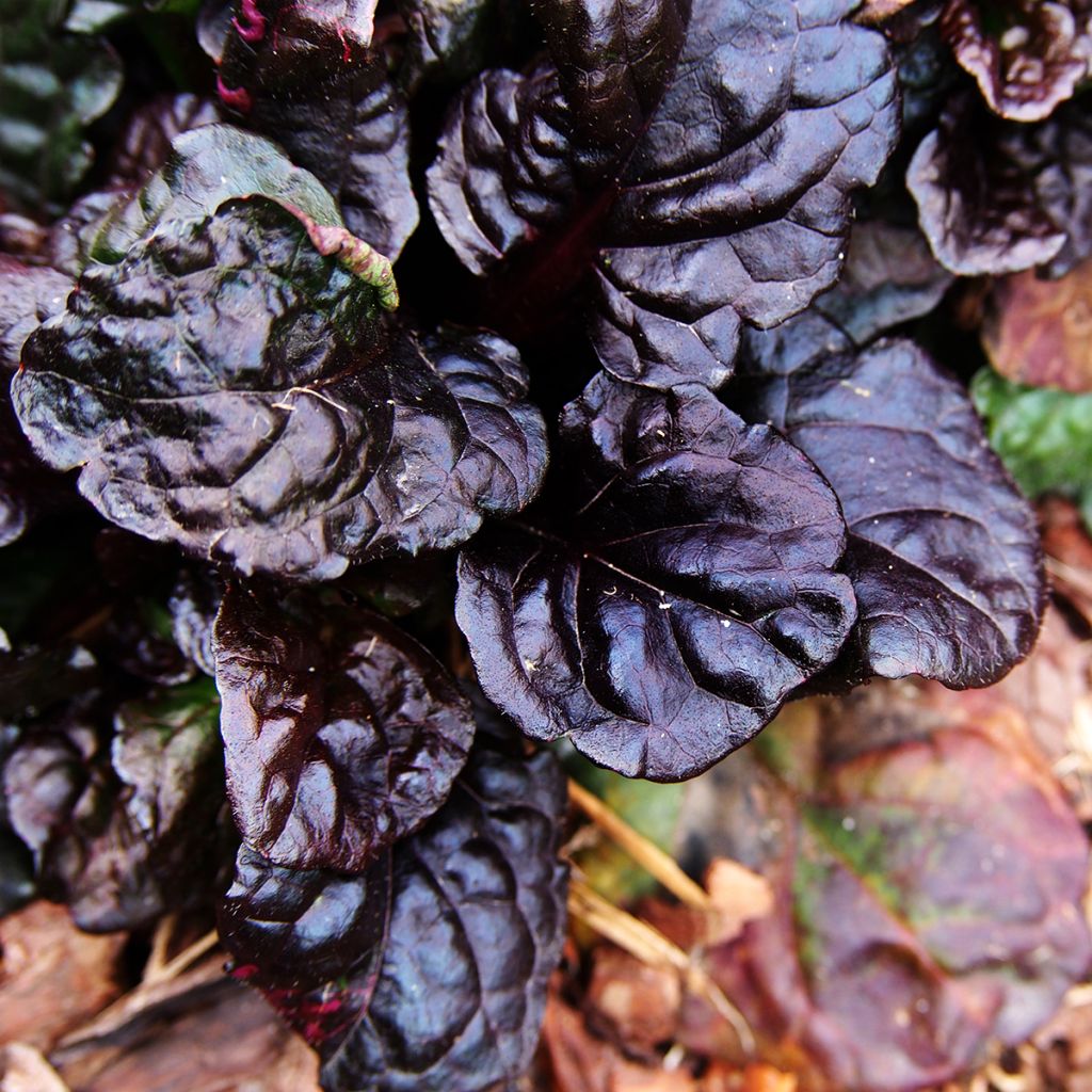 Bugle rampante - Ajuga reptans Black Scallop