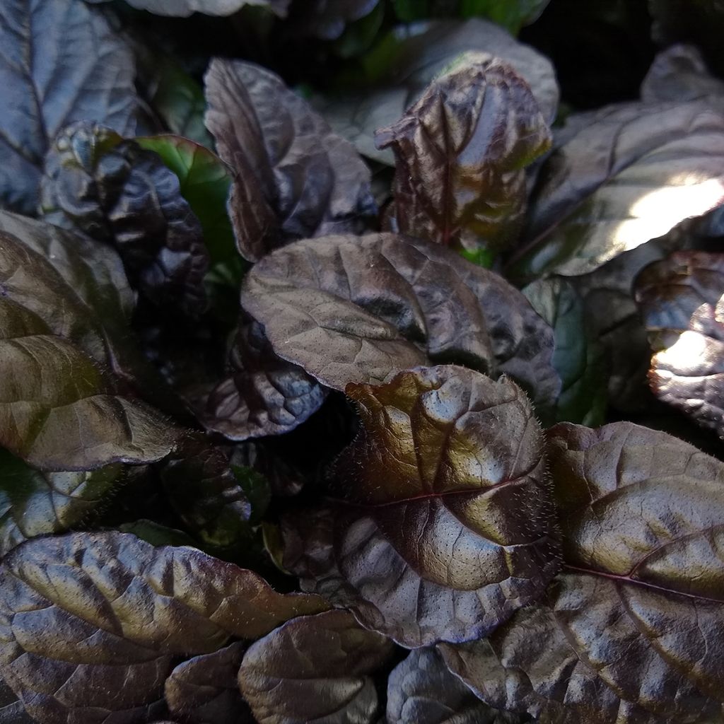 Bugle rampante, Ajuga reptans Braunherz