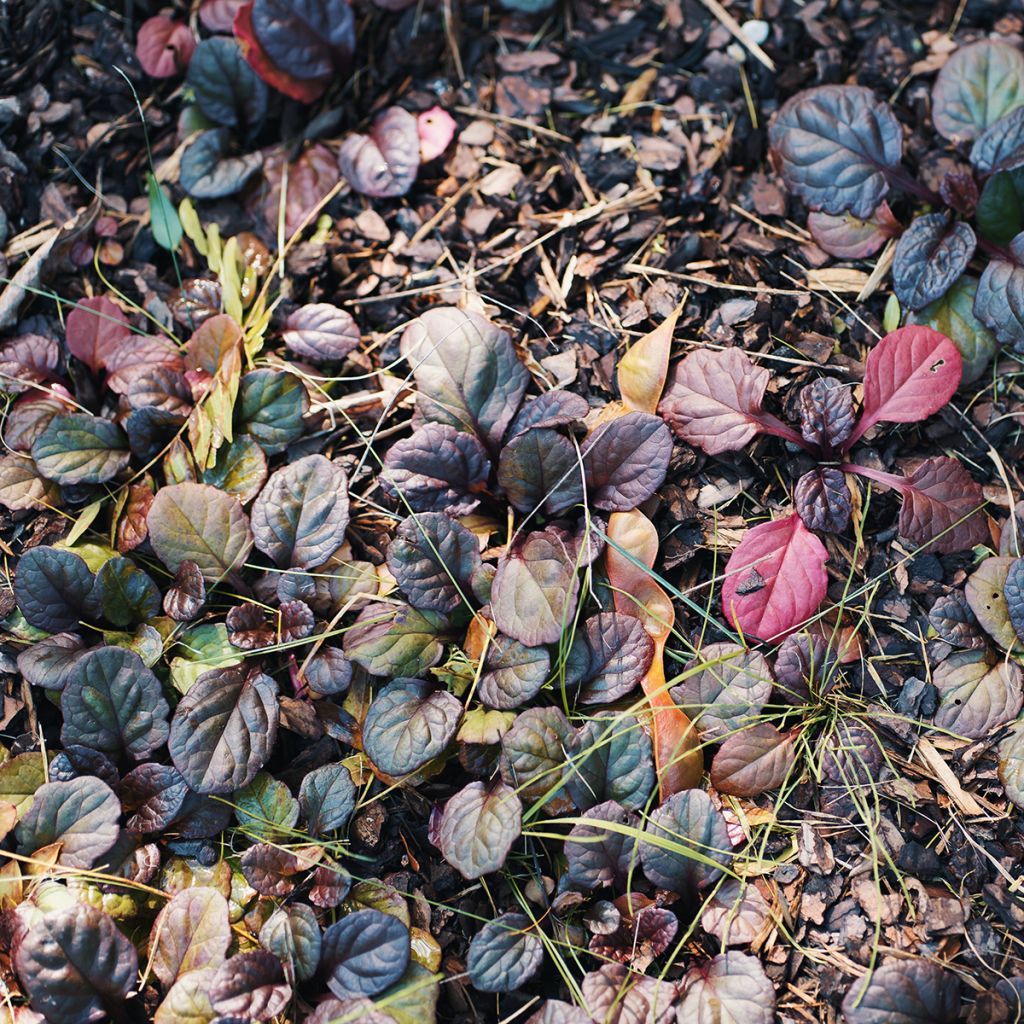 Bugle rampante - Ajuga reptans Catlin's Giant