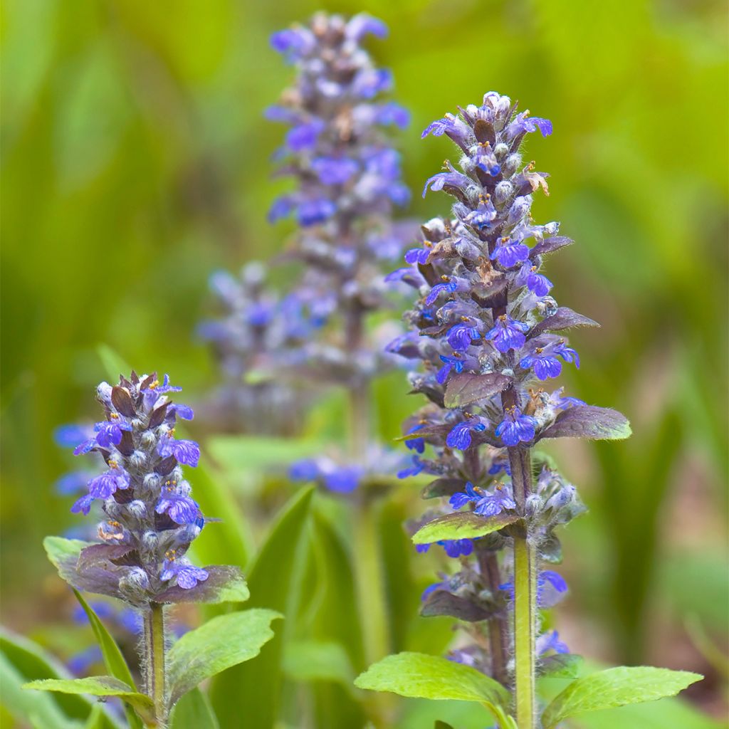 Bugle rampante, Ajuga reptans Delight