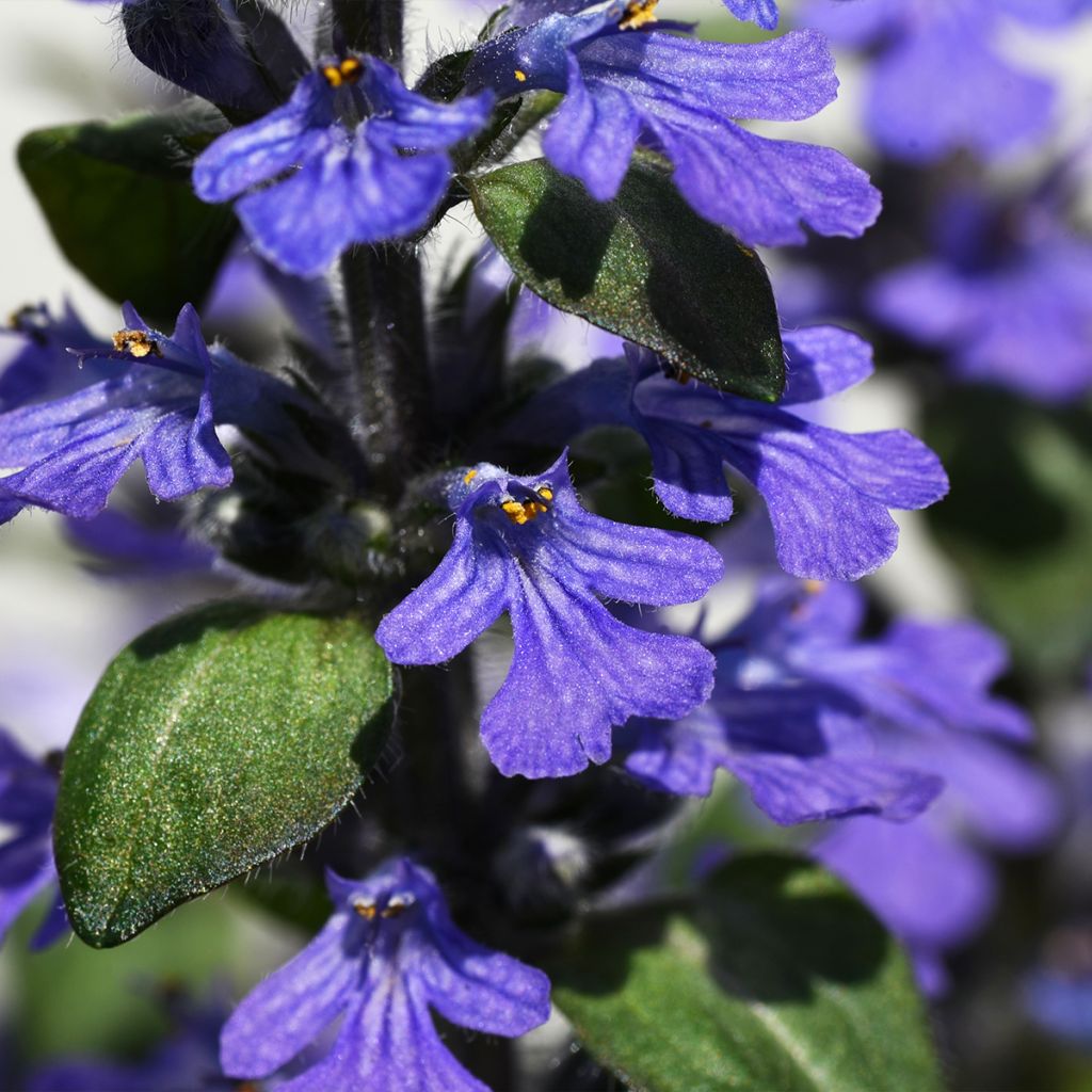 Bugle rampante, Ajuga reptans Delight