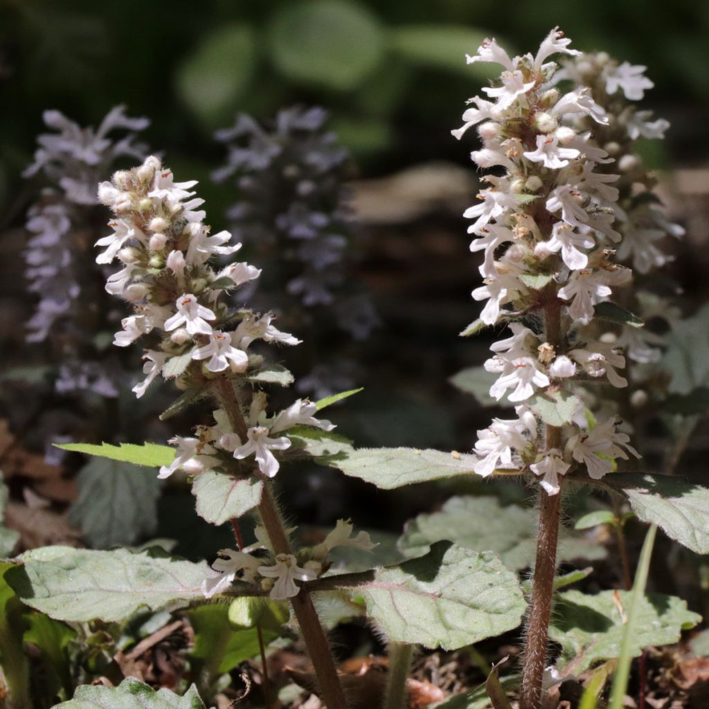 Bugle rampante, Ajuga reptans Schneekerze