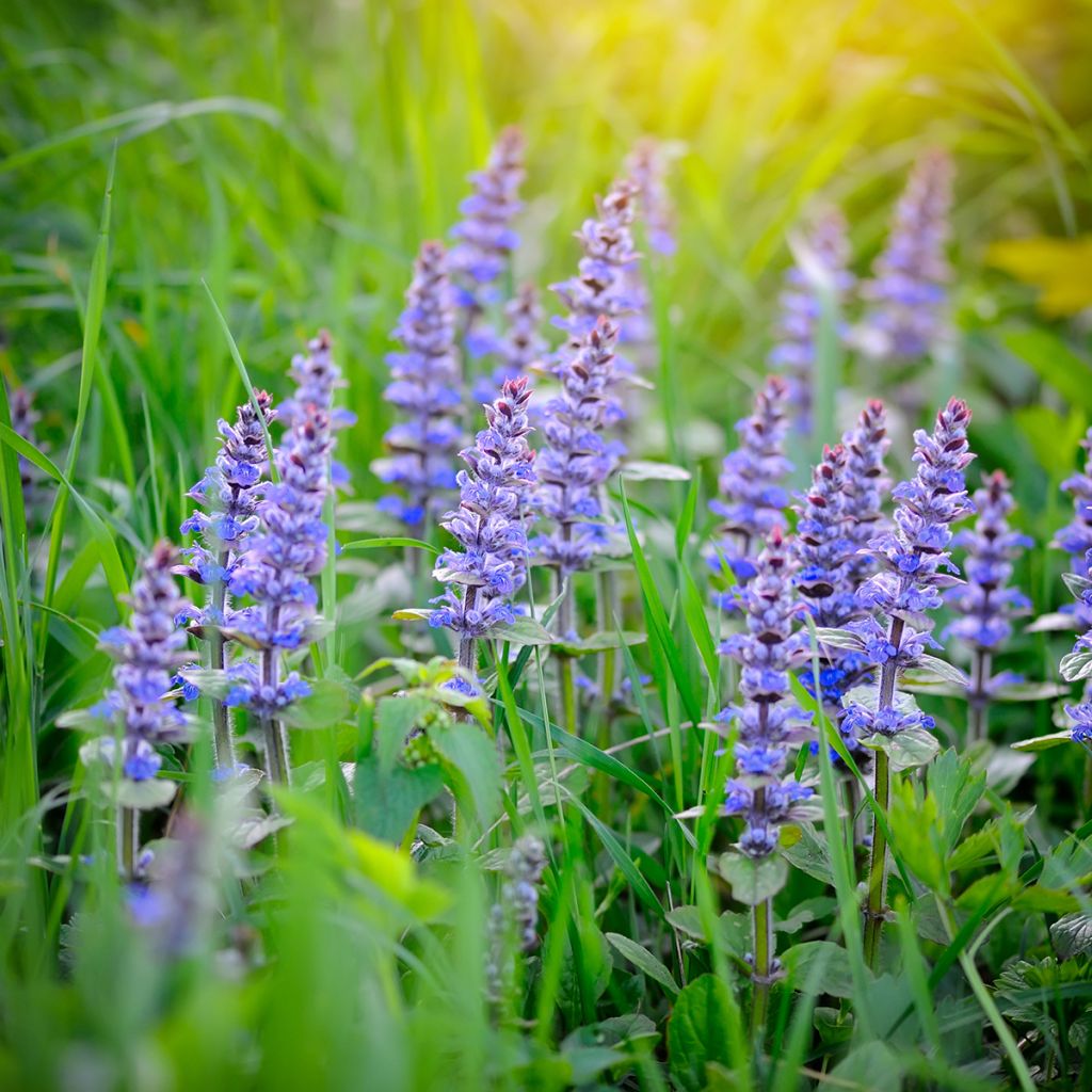 Bugle rampante - Ajuga reptans